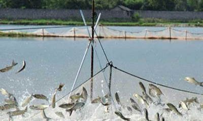 魚(yú)塘監(jiān)控安裝過(guò)程中，應(yīng)該選擇紅外攝像頭還是全彩攝像頭