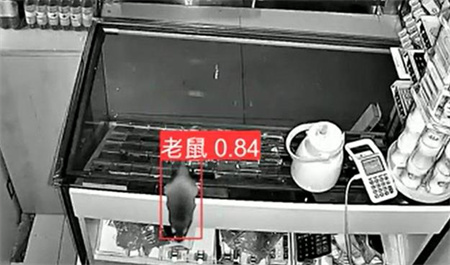 AI視頻監(jiān)控能拍到老鼠？老鼠監(jiān)控算法說可以